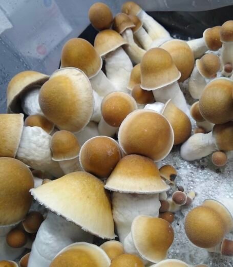 penis envy mushrooms