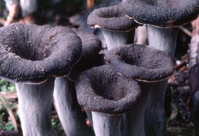 Black Chanterelle Mushrooms